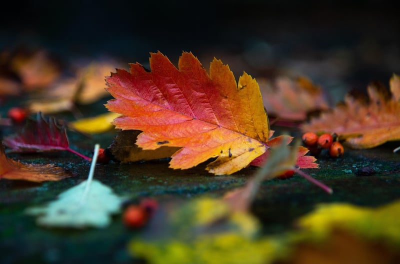 Fall Garden Cleanup