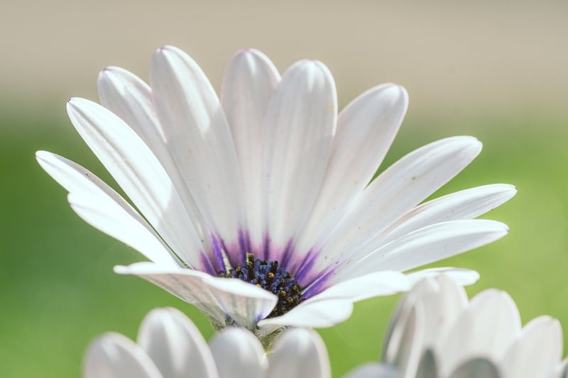 Summer Plant Care