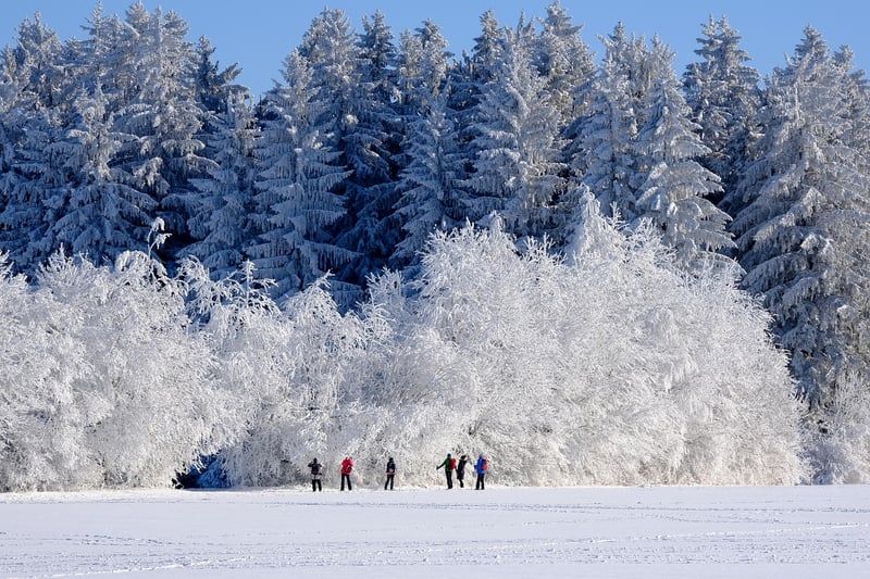 Winter Plant Care